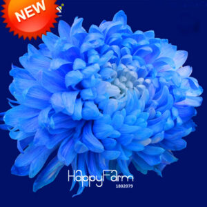 Loss 100 Pcs Pack Blue White Color Chrysanthemum Bonsai Morifolium Plants Flower Potted Plant Home Garden Vm8zq Seeds - 2