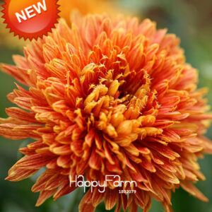 Best-selling Balcony Potted Flower Blue Chrysanthemum Bonsai Diy Home Garden Plant 100 Pcs Seeds - 2