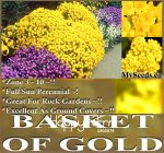 100 Pcs Lot Big Basket Of Gold Bonsai Great Rock Garden Perennial In Cold Hardy Flower Plants Seeds - 2