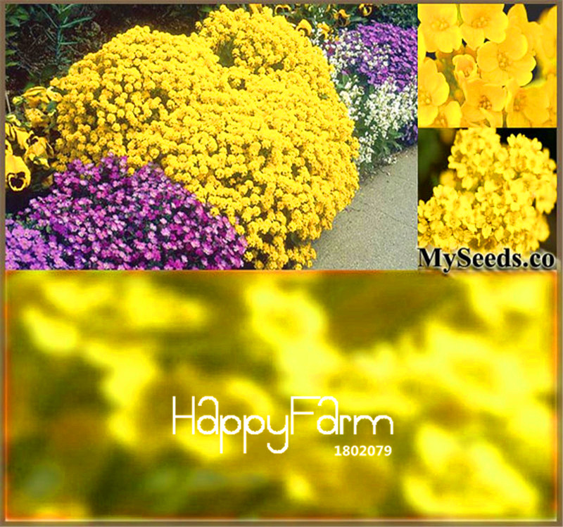 100 Pcs Lot Gold Seeds Perennial Cold Hardy Ideal For Rock Landscaping Greenhouse Cultivation - 1