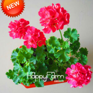 Big 20 Pcs Pack Hot Pink Univalve Geranium Bonsai Perennial Flower Plants Pelargonium Peltatum Garden Rooms C89voi Seeds - 2