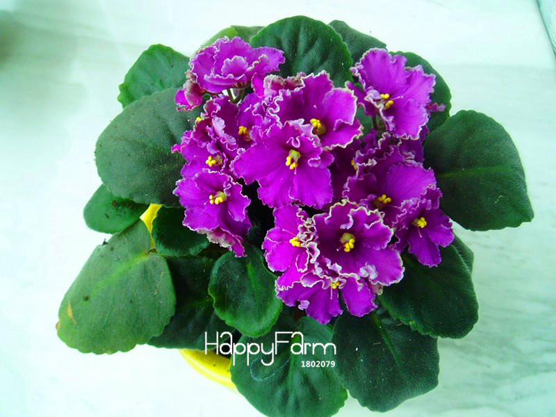 Large 100piece Assortment Of Multicolored Matthiola Incana Flower Seeds Perennial Herb Flores Kie5kp - 23