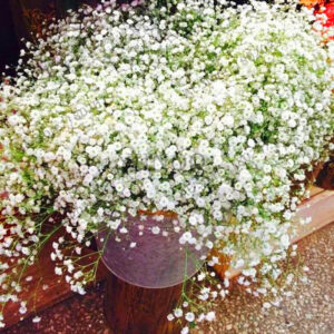 Lowest Price 100pcs Beautiful Aromatic Gypsophila Bonsai True Starry Plants Flower Garden Potted Paniculata Q1sptg Seeds - 2