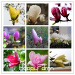 Best-selling Garden Plants Magnolia Flores Bonsai Tree Plantas Of Perennial Flower Plante Multicolor 100 Pcs Pack Egdup9 Seeds - 2