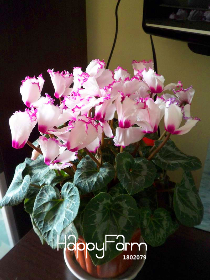 Large Cyclamen Seed Pack Vibrant Purple White Perennial Flower Seeds 100 Count Ghwgd7 - 3
