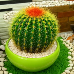 100 Pcs Pack Celestial Being Cactus Succulent Bonsai Potted Plant Garden Family Anti-radiation Flower Flores Seeds
