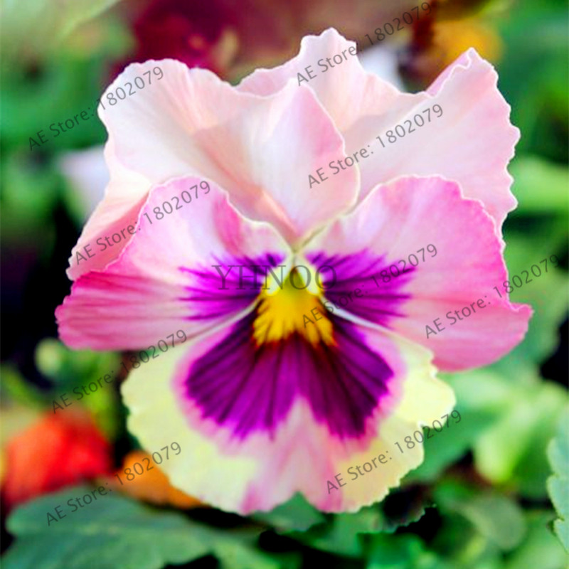 Vibrant 24color 100pcs Pansy Seeds Wavy Viola Tricolor Indoor Floral Display For Greenhouse Or Patio - 1