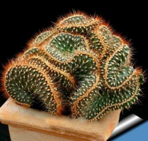 Hot 100 Plantas Lot Mini Cactus Plante Astrophytum Succulents Plants Bonsai Diy Home Garden Flower Flores Pn6rhb Seeds