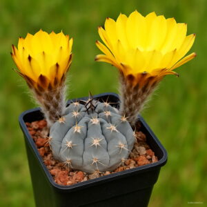Best-selling 100pcs Mini Cactus Plantas Astrophytum Succulents Plants Bonsai Diy Home Garden Flower Flores Seeds