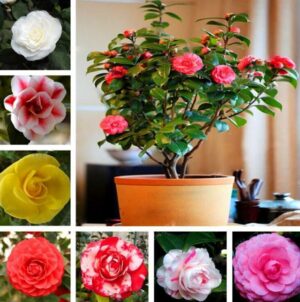 Hot 15pcs Real Common Flower Flores Mixed Color Camellia Plantas Potted Flowers Plante Bonsai Plant Home Garden Seeds