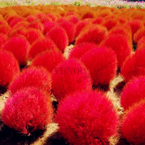 100pcs Broomsedge Flores Lawn Plantas Bonsai Plante Home Garden Flowerpot Plant Diy Decoration Seeds - 2