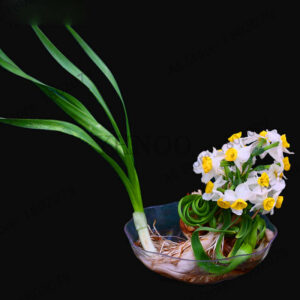 100pcs Flower Daffodil Garden Not Bulbs Bonsai Plantas Aquatic Plants Double Petals Narcissus Seeds - 2