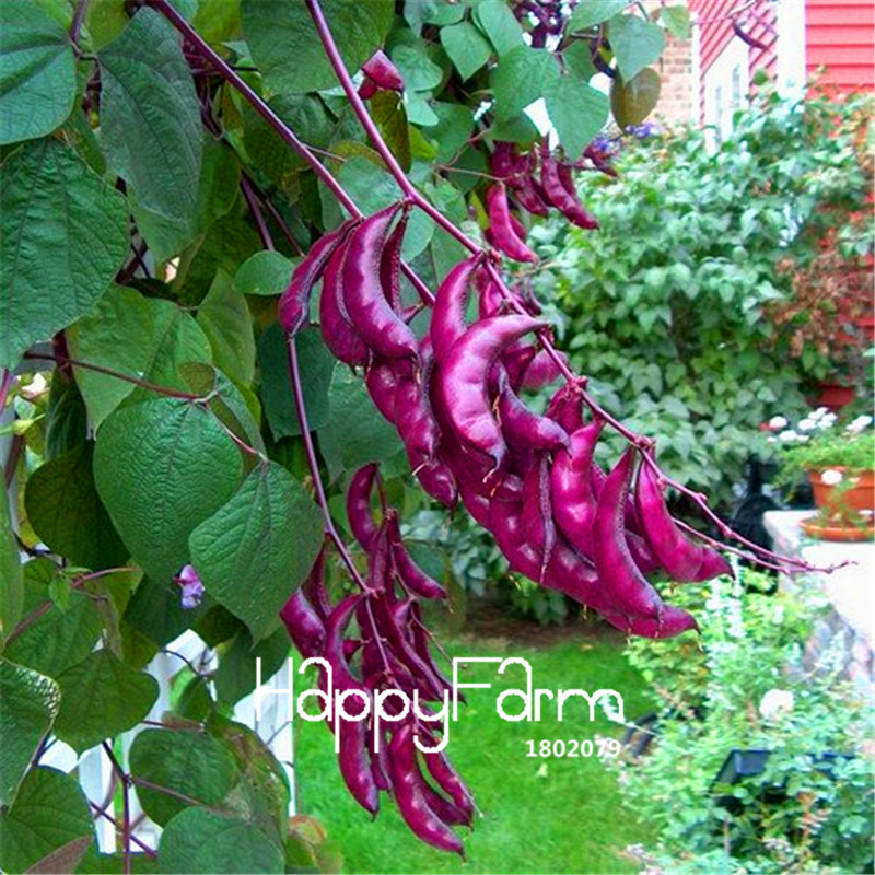 5pack Hyacinth Bean Vine Seeds Exquisite Balcony Blooms For Indoor Or Outdoor Cultivation - 3