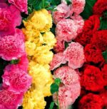 100 Pcs Double Hollyhock Flower Plant Mix Perennial Garden Decoration Bonsai Flores Seeds