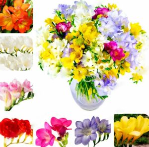 100pcs Freesia Bonsai Colorful Fragrant Flower Plant Gorgeous Plants Plantas Home Garden Seeds