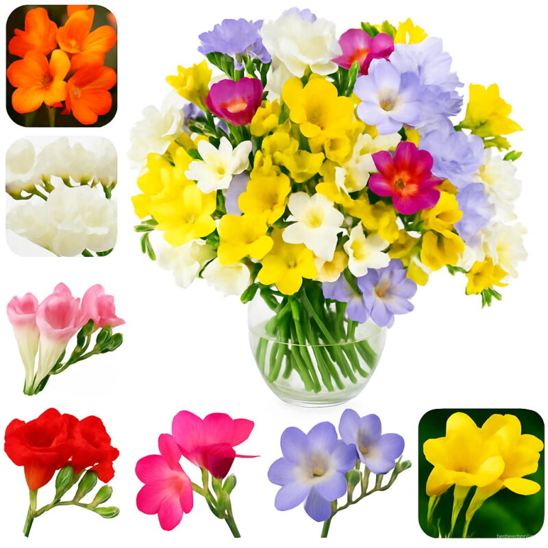 100pcs Freesia Bonsai Colorful Fragrant Flower Plant Gorgeous Plants Plantas Home Garden Seeds
