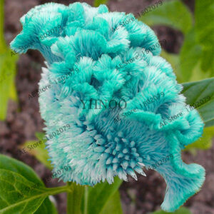 2018 Hot Bonsai 100 Cockscomb Flower Flores Celosia - Mix Color Diy Home Garden Plantas Plant To Seeds - 2
