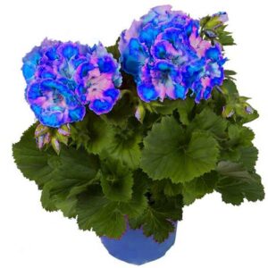 Best-selling Real Deep Red Geranium Bonsai Pretty Charming Flower Garden Pelargonium Peltatum Plant Germination Rate 9 Seeds