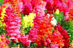 100 Pieces Fire Snap Dragon Plante Bonsai Plantas Home & Garden Indoor Plants Flower Floresling Seeds