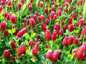100 Pieces Big Crimson Clover Flower Plants Garden Decoration Leader Potted Plant Bonsai Seeds