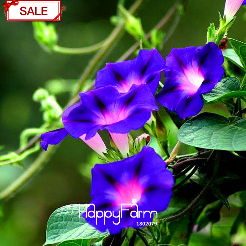 Exquisite Deep Blue Ipomoea Nil Morning Glory Chinese Flowering 50 Seeds Pack Q9o1sp - 4