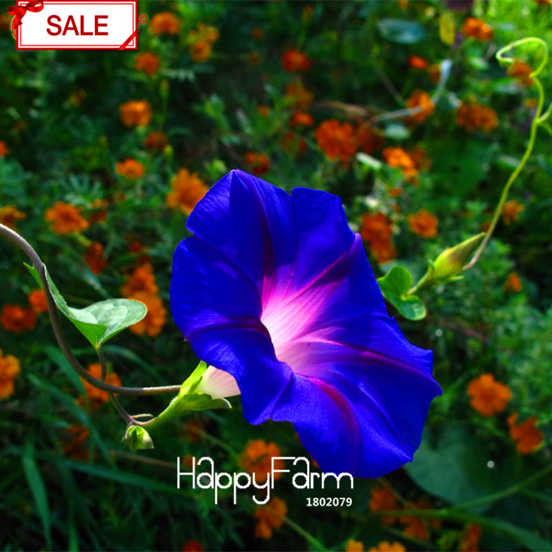 Exquisite Deep Blue Ipomoea Nil Morning Glory Chinese Flowering 50 Seeds Pack Q9o1sp - 2