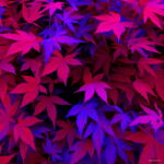 Time-limited 30 Pcs Japanese Maple Tree Garden 13 Color Mixed Mini Bonsai Flower Plant & Christmas Seeds - 6 Time-limited 30 Pcs Japanese Maple Tree Garden 13 Color Mixed Mini Bonsai Flower Plant & Christmas Seeds - 6