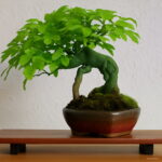 Time-limited 30 Pcs Japanese Maple Tree Garden 13 Color Mixed Mini Bonsai Flower Plant & Christmas Seeds - 4 Time-limited 30 Pcs Japanese Maple Tree Garden 13 Color Mixed Mini Bonsai Flower Plant & Christmas Seeds - 4