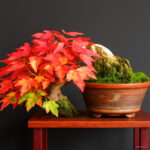 Time-limited 30 Pcs Japanese Maple Tree Garden 13 Color Mixed Mini Bonsai Flower Plant & Christmas Seeds - 3 Time-limited 30 Pcs Japanese Maple Tree Garden 13 Color Mixed Mini Bonsai Flower Plant & Christmas Seeds - 3