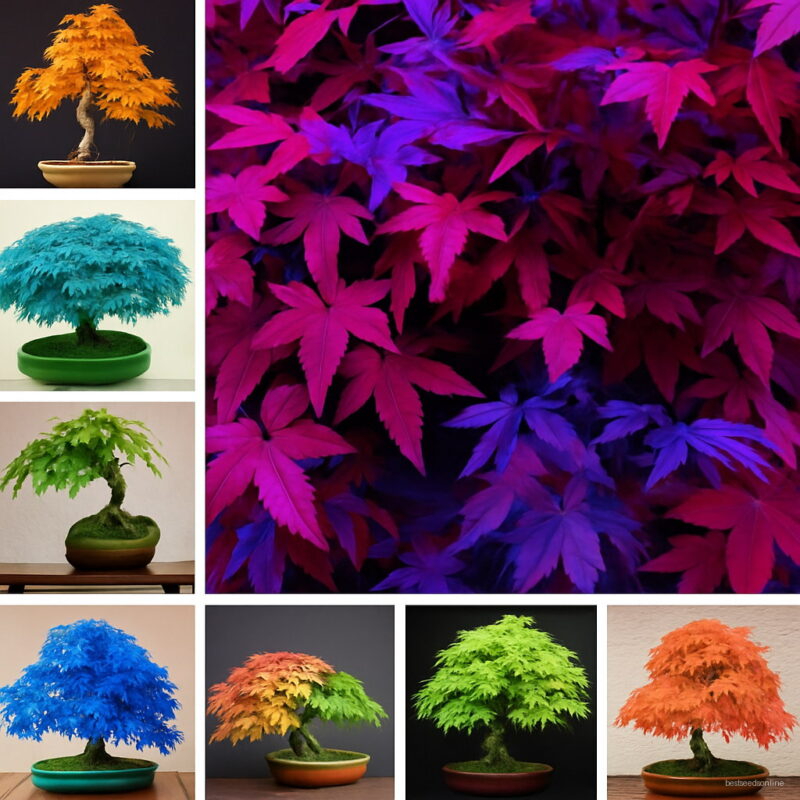 Time-limited 30 Pcs Japanese Maple Tree Garden 13 Color Mixed Mini Bonsai Flower Plant & Christmas Seeds