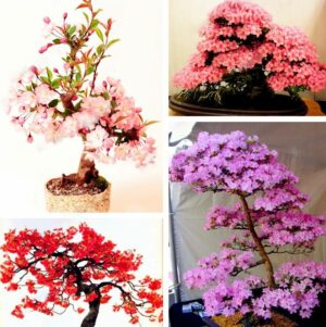 10pcs Japanese Sakura Plants Courtyard Garden Bonsai Tree Floresling Small Cherry Blossoms Flower Plantas Plant Pot Seeds