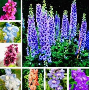 100pcs Larkspur Bonsai Mixed Colourful Consolida Delphinium Flowers Plant Home Garden Seeds
