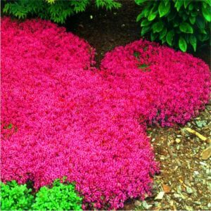 100pcs Rock Cress Bonsai Climbing Plant Creeping Thyme Flores Perennial Ground Cover Flower Home Garden Seeds