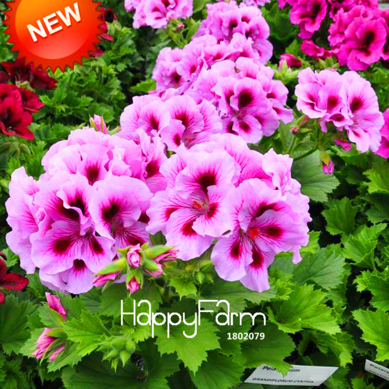 Top Rated 20piece Purple Univalve Geranium Perennial Flower Pelargonium Peltatum Seeds For Landscaping - 6