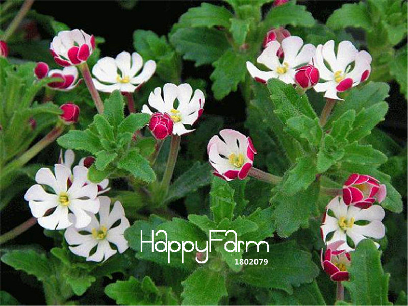 100 Pcs Lot Night Blooming Phlox Seeds For Flower Pots Balcony Decor And Green Space Beautification - 3