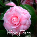 Big 100 Pcs Lot Pink Double Color Camellia Bonsai Potted Garden Flower Flores Ornamental Plants Japanese Seeds - 2