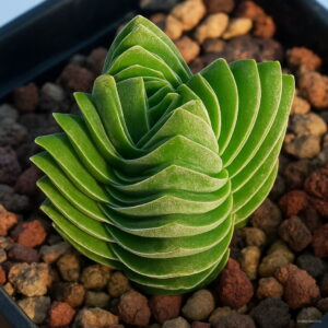 Hot 100pcs Mini Cactus Plantas Astrophytum Succulents Plants Bonsai Diy Home Garden Flower Flores Xz66p9 Seeds