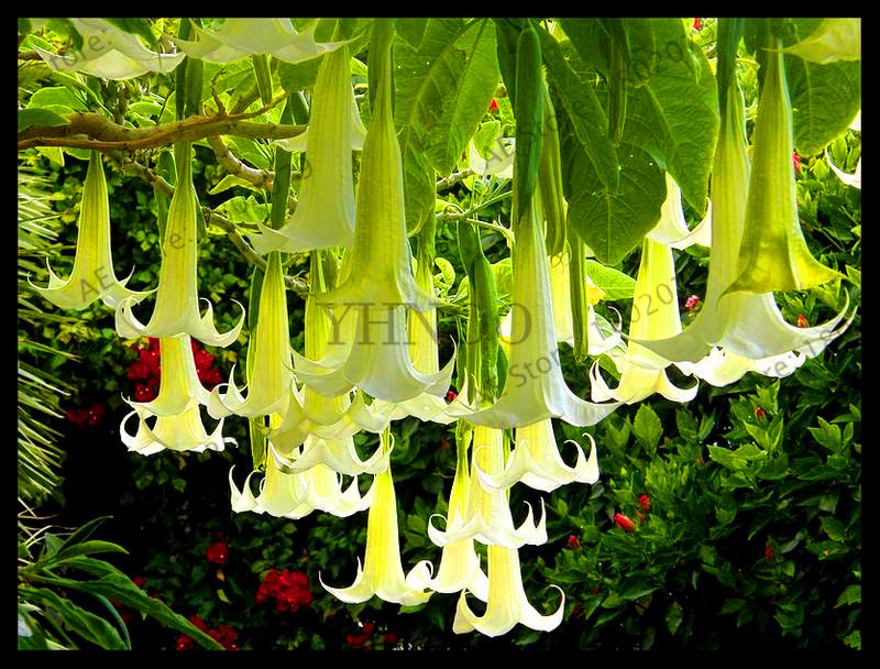 Large Mandala Brugmansia Datura Floresling Flower Seeds Mixed Color Decoration Ideal For Landscaping And Patios - 1