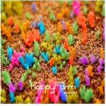 Big 100 Pcs Pack Colorful Little Rabbit Succulents Mix Garden Potted Bonsai Flower Seeds - 5