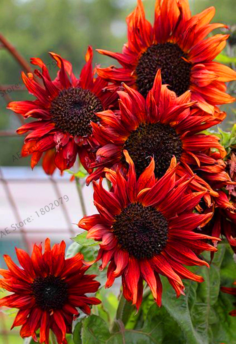 40pcs Mixed Color Sunflower Organic Helianthus Annuus Seeds For Beautiful Landscape Design And Decoration - 8