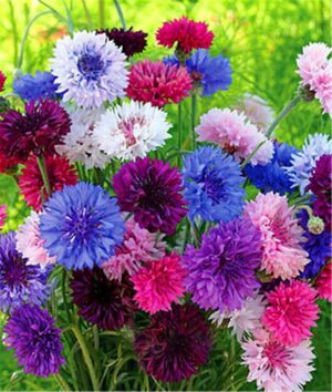 100pcs Fresh Cornflower Plants Bonsai Flower Plant Plantas Home Garden Scw7ka Seeds