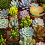 100 Pieces Best-selling Succulent Cactus Flores Lotus Lithops Bonsai Plants Home Gardening Flower Pots Balcony Pla Seeds - 3 100 Pieces Best-selling Succulent Cactus Flores Lotus Lithops Bonsai Plants Home Gardening Flower Pots Balcony Pla Seeds - 3