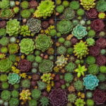 100 Pieces Best-selling Succulent Cactus Flores Lotus Lithops Bonsai Plants Home Gardening Flower Pots Balcony Pla Seeds 100 Pieces Best-selling Succulent Cactus Flores Lotus Lithops Bonsai Plants Home Gardening Flower Pots Balcony Pla Seeds