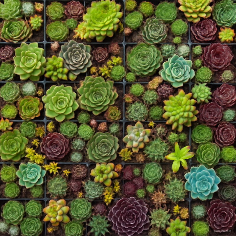 100 Pieces Best-selling Succulent Cactus Flores Lotus Lithops Bonsai Plants Home Gardening Flower Pots Balcony Pla Seeds