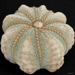 Fresh 1000% 100pcs Conophytum Calculus Rarest Succulent Cactus Bonsai-lithops Plants Semillas De Flores Tz6 Seeds