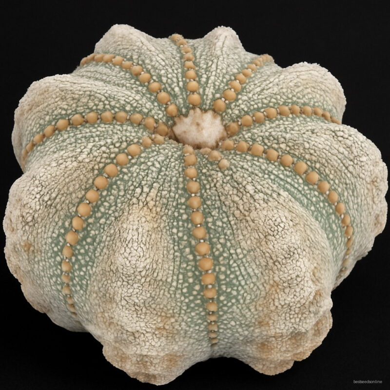 Fresh 1000% 100pcs Conophytum Calculus Rarest Succulent Cactus Bonsai-lithops Plants Semillas De Flores Tz6 Seeds