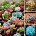 Big 100 Pcs Lithops Pseudotruncatella Living Stone Succulent Bonsai Home Garden Plant Flores Luu2w Seeds Big 100 Pcs Lithops Pseudotruncatella Living Stone Succulent Bonsai Home Garden Plant Flores Luu2w Seeds