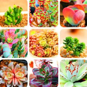 Time-limit 100 Pcs 99 Kinds To Choose Lithops Garden Succulents Plant Pseudotruncatella Office Bonsai Flower Flores Jv471r Seeds