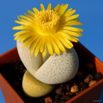 100% 100pcs Pack Conophytum Calculus Rarest Succulent Cactus Bonsai-lithops Plants Semillas De Flores 0ar0 Seeds