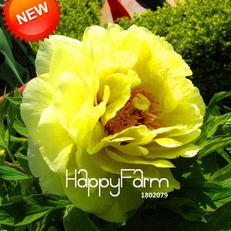 25color Selectable Authentic Chinese Peony Flower Potted Blooms 10piece Seed Pack 03781f - 26